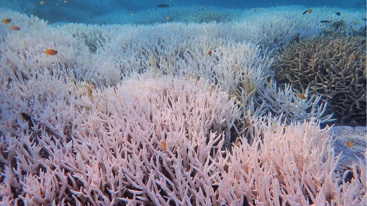 „Fahl und weiß“: Aufnahmen zeigen Ausmaß der Korallenbleiche am Great Barrier Reef