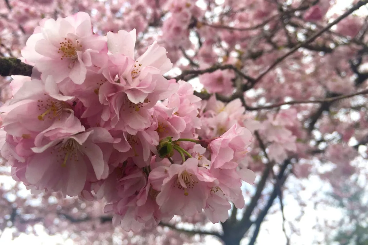 British Columbians help predict cherry blossom bloomings in global contest