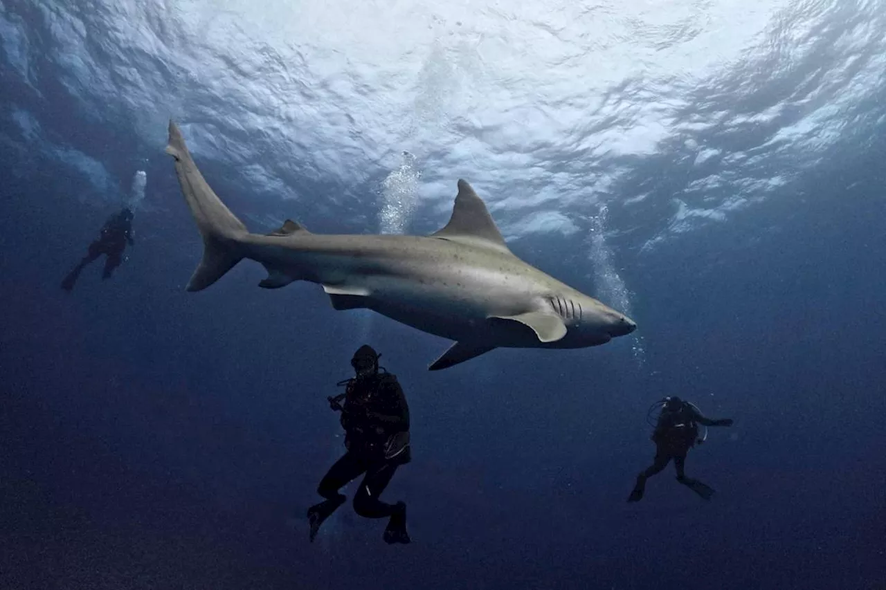 Shark bites rare in Florida -- experts