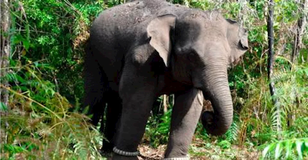 Polis: Gajah sesat terlibat kemalangan berjaya ditangkap