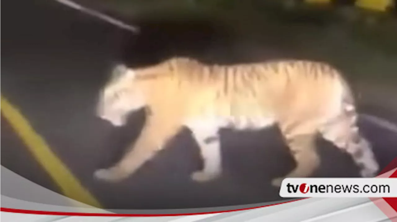 Tim Satgas Buru Harimau Sumatera di TNBBS Yang Terkam Warga Lampung Barat