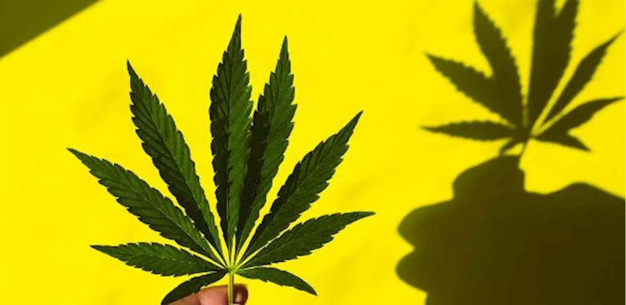 Congresso e STF disputam poder: afinal, quem decidirá futuro da maconha?