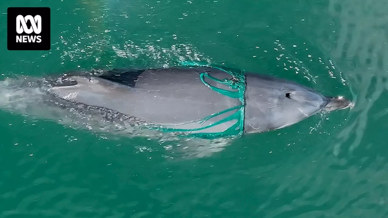 Fishing line entanglements on the rise as two dolphins are found dead near Bunbury in WA