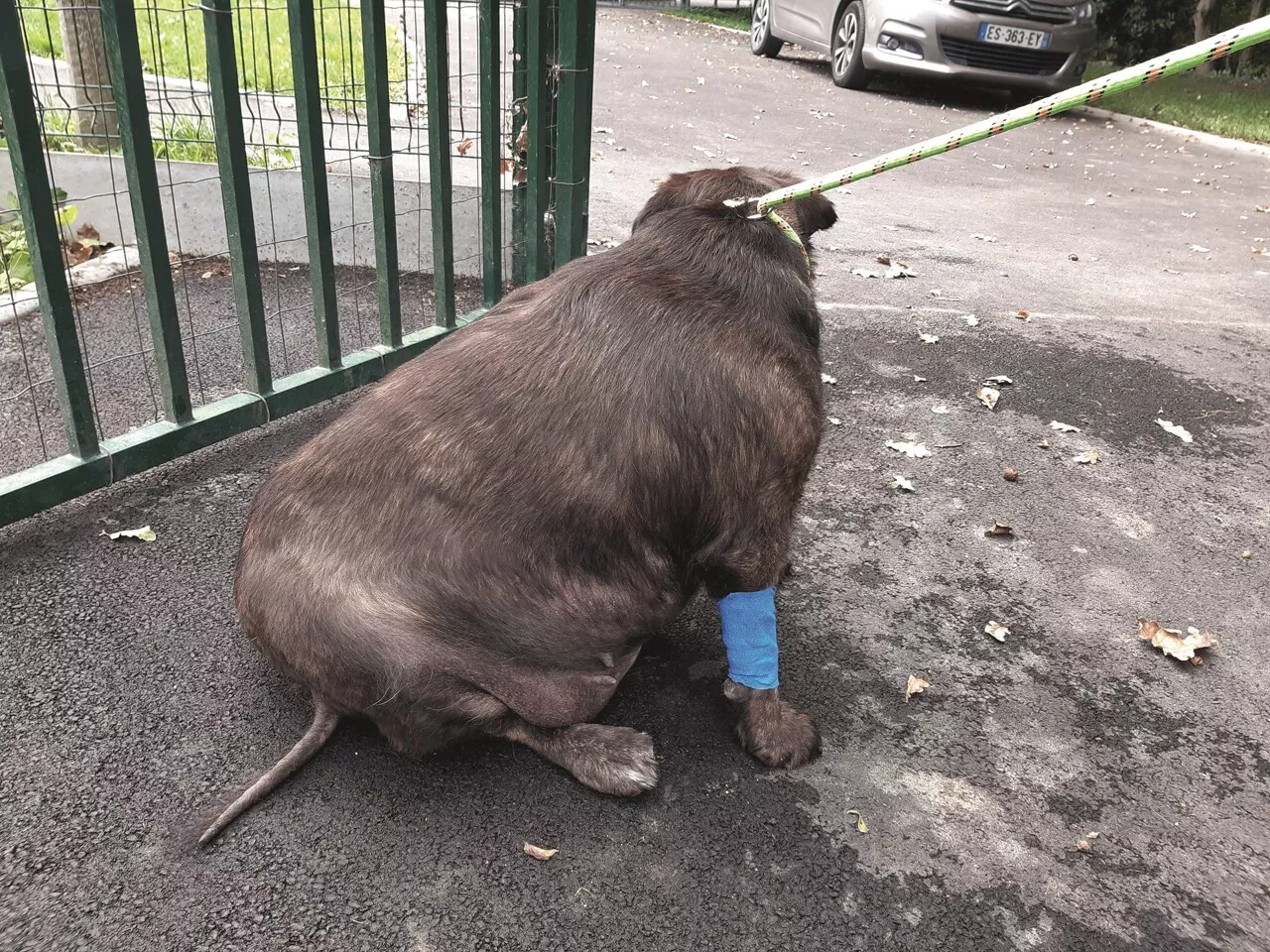 Ces terribles histoires de chiens et de chats maltraités, sauvés à Saint-Malo