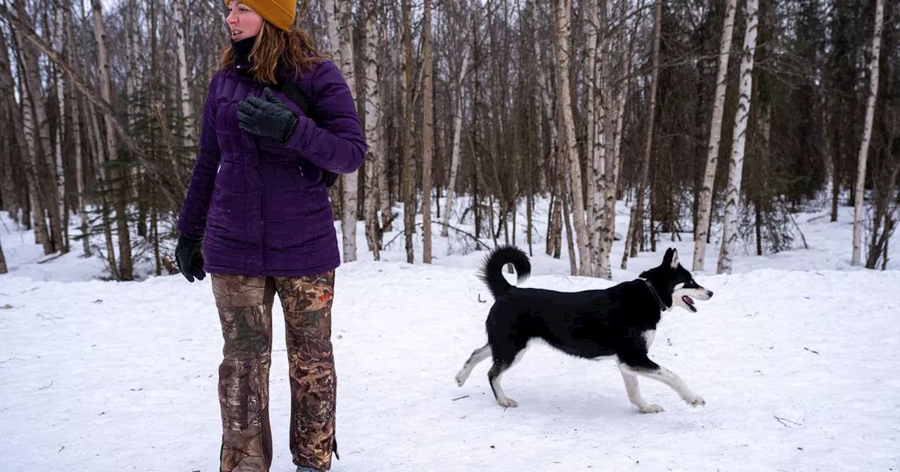 Anchorage Assembly to weigh tightening rules for off-leash dog walkers