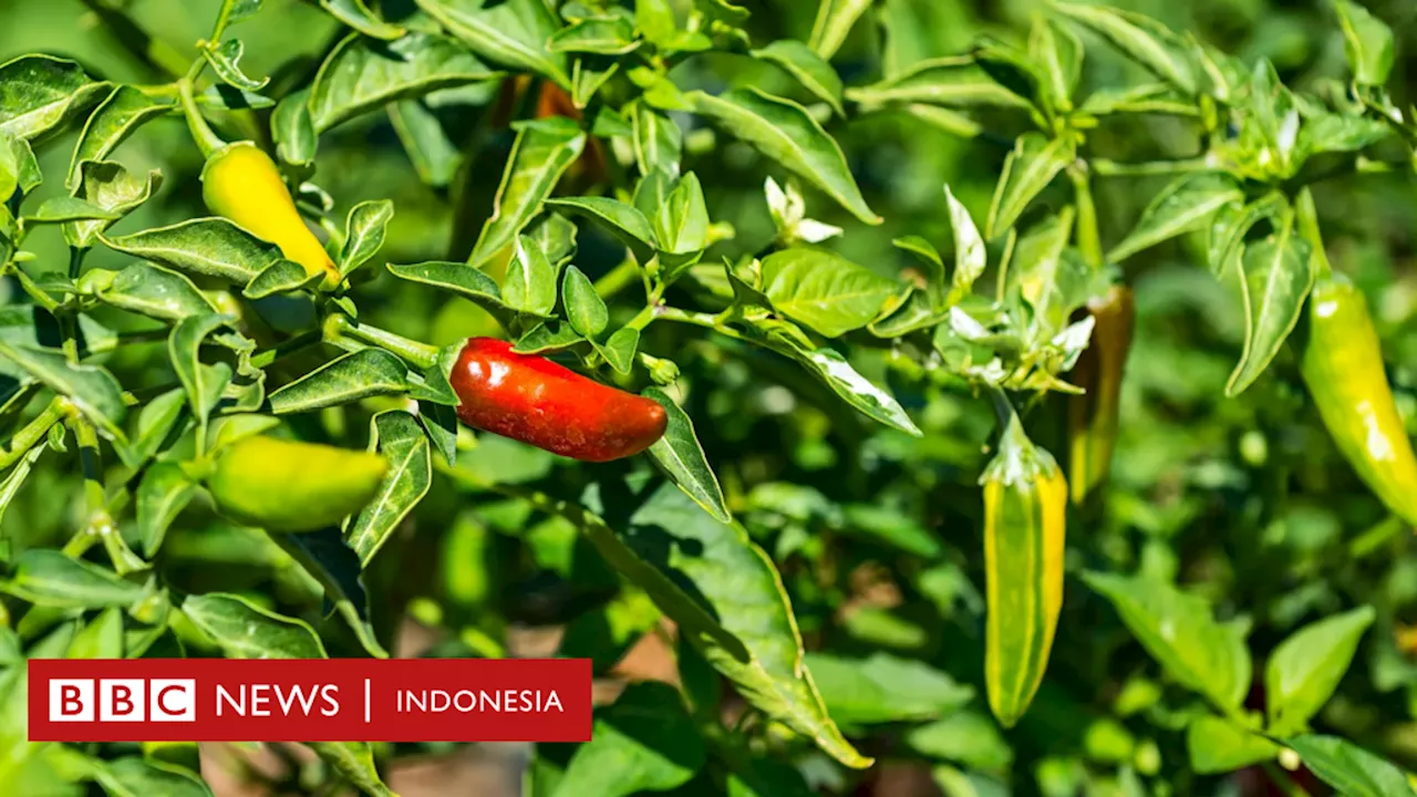 Cabai: Kisah fish pepper, cabai Amerika yang hampir punah namun kini populer