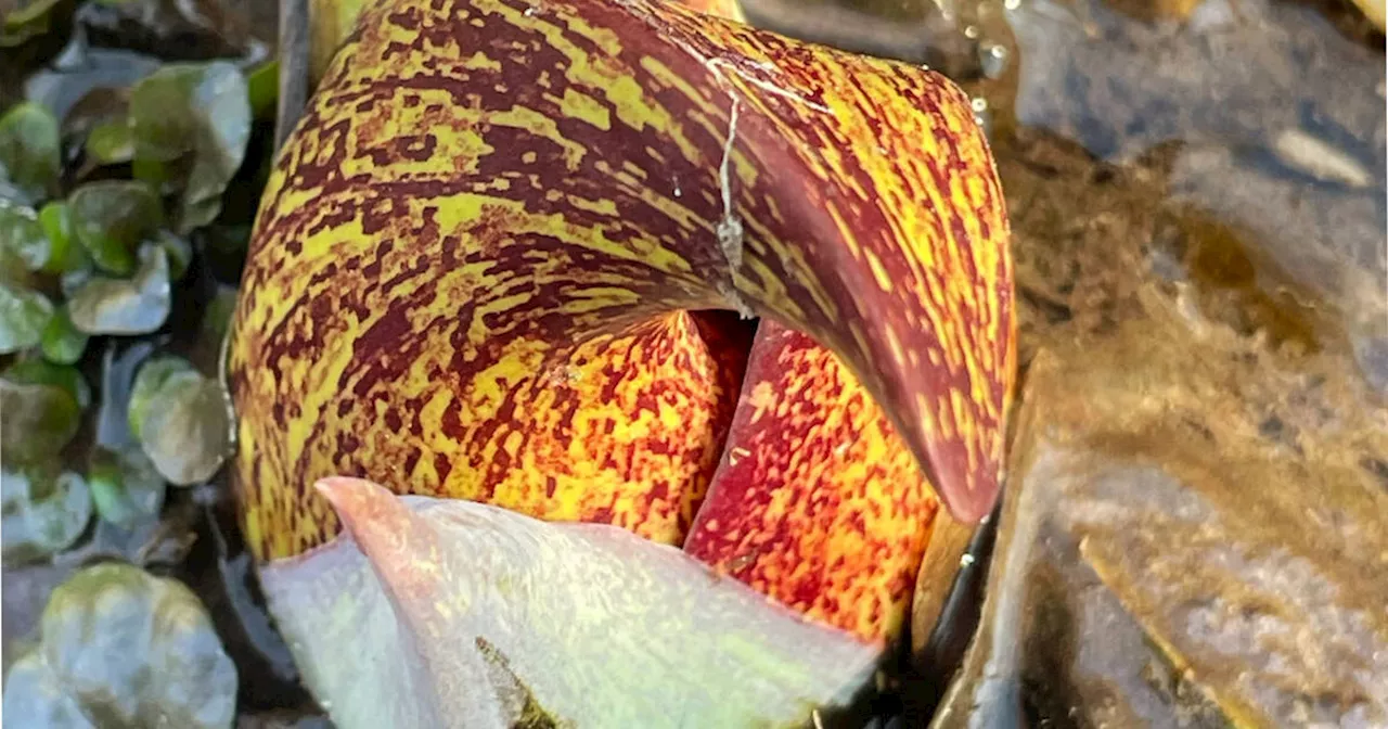 Alien-looking plant that smells like skunky garlic blooming in Toronto