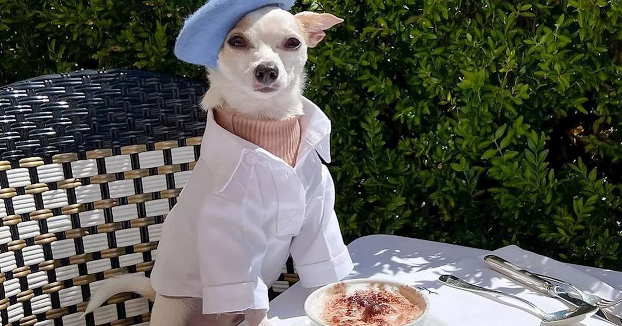 Meet Toronto's jet-setting chihuahua influencer