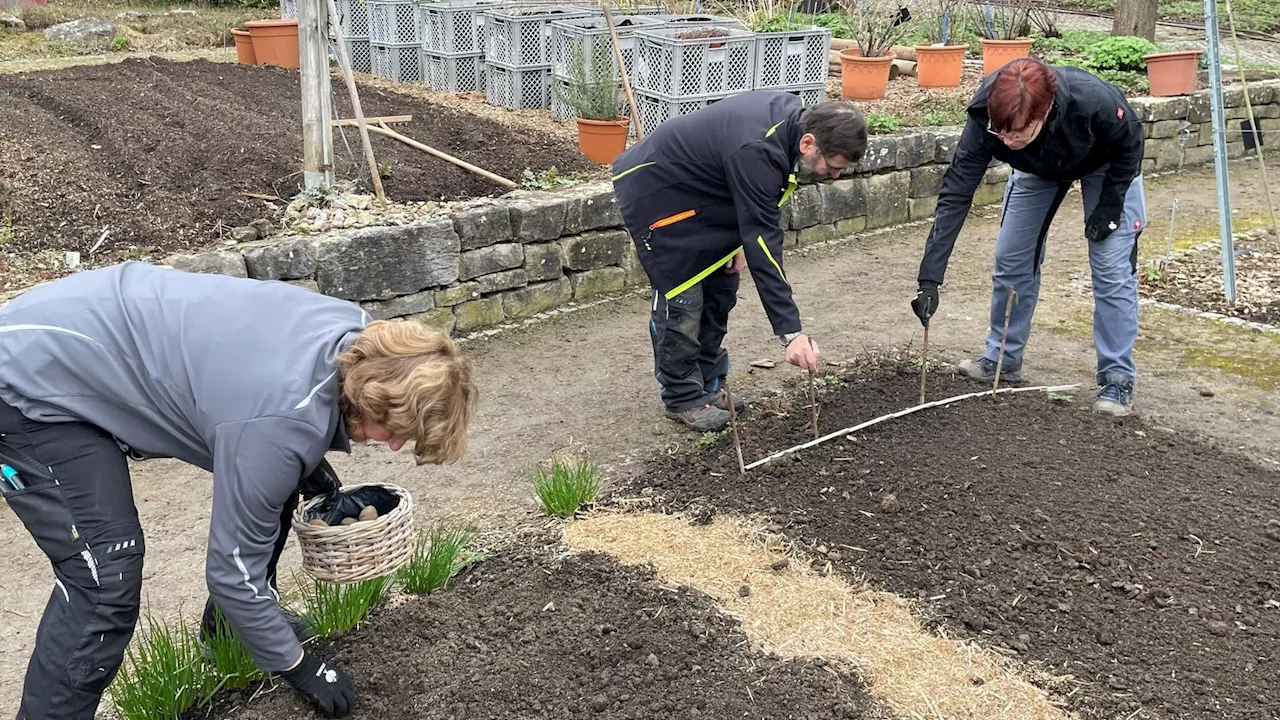 Frühling: Tipps für den Schutz von Pflanzen und Ernte gesunder Früchte