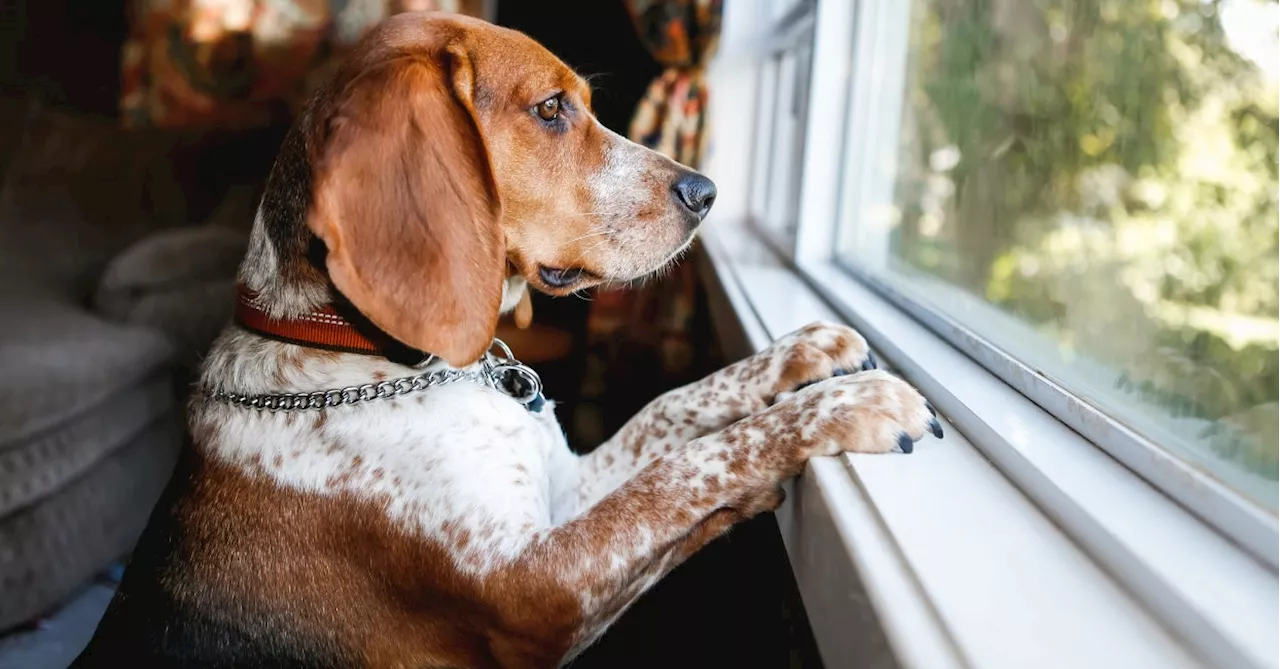 Dog Owners Share How They Alleviate 'Dog Parent Guilt'