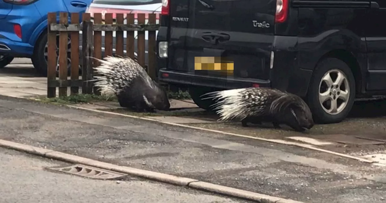 Runaway porcupines found roaming Scots street after escaping farm two miles away