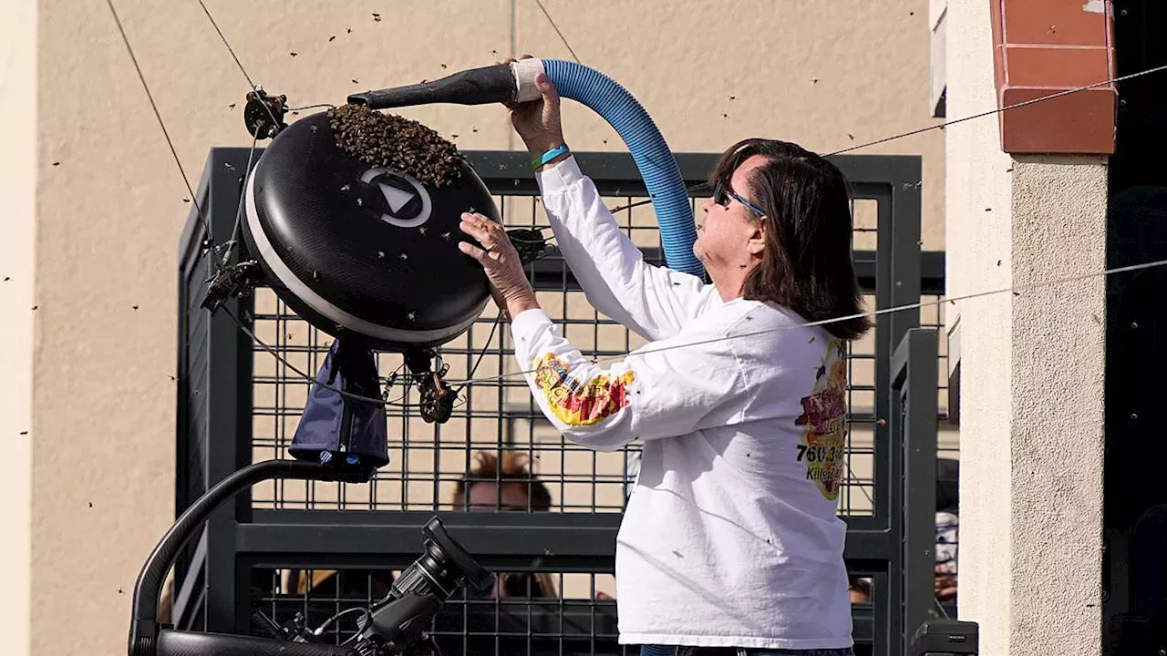 Beekeeper Rescues Tennis Players from Bee Invasion at Indian Wells