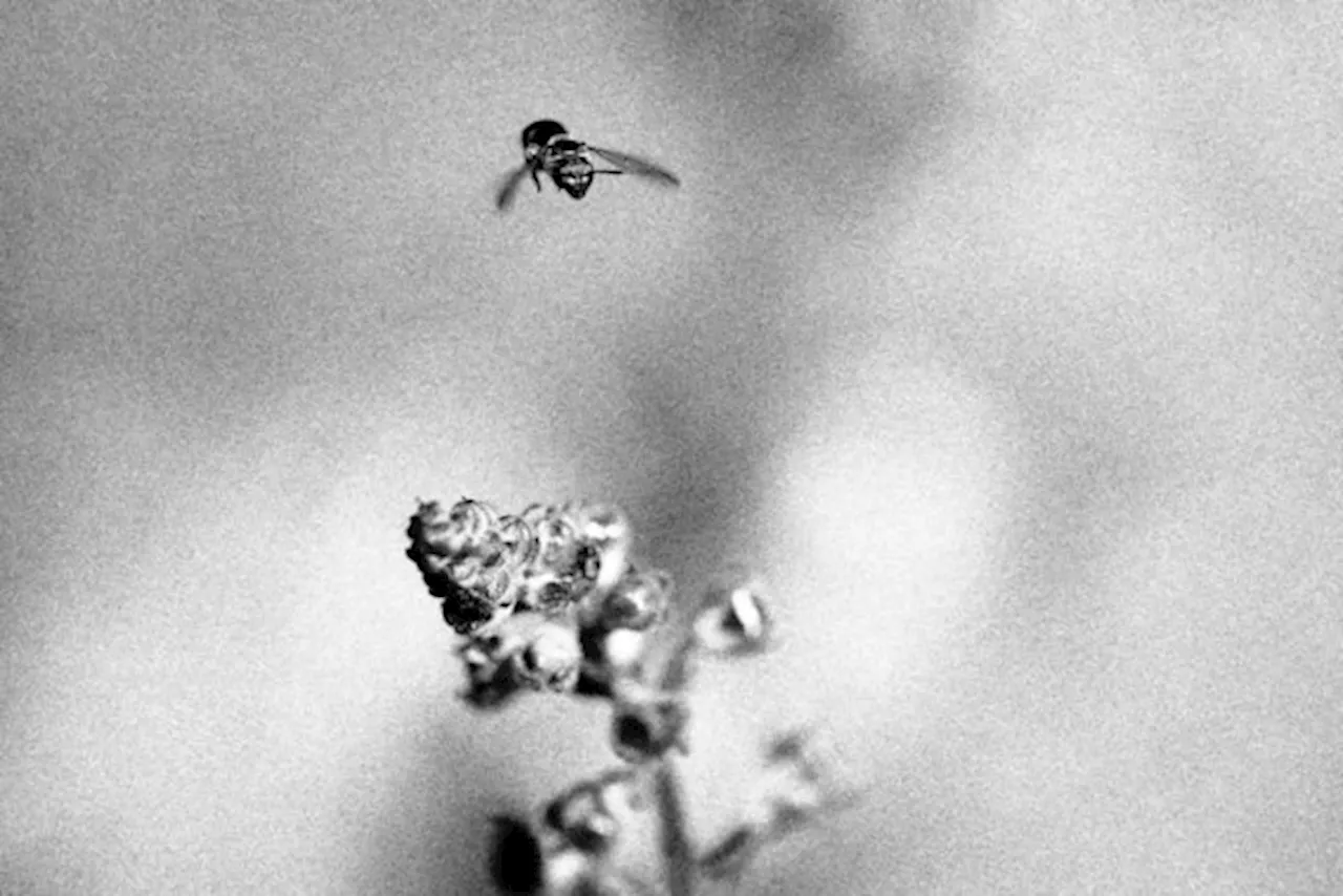 9 gouden tips om wilde bijen naar je tuin te lokken