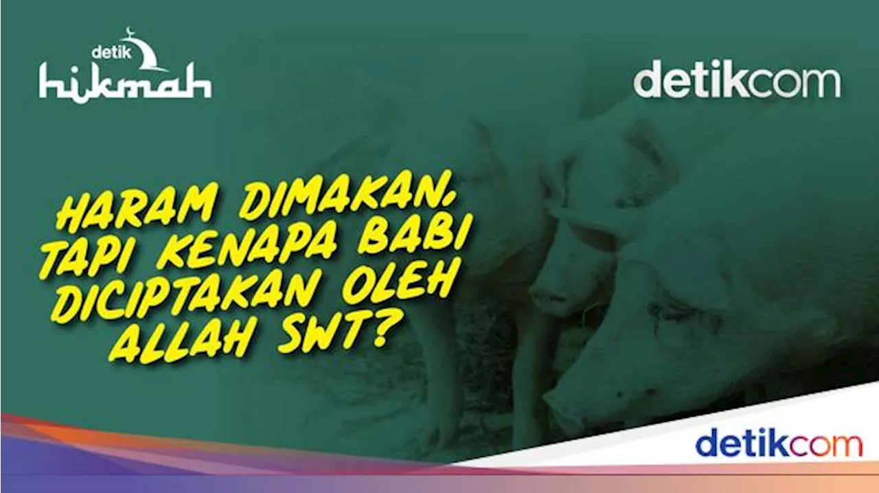 Haram Dimakan, tapi Kenapa Babi Diciptakan oleh Allah SWT?