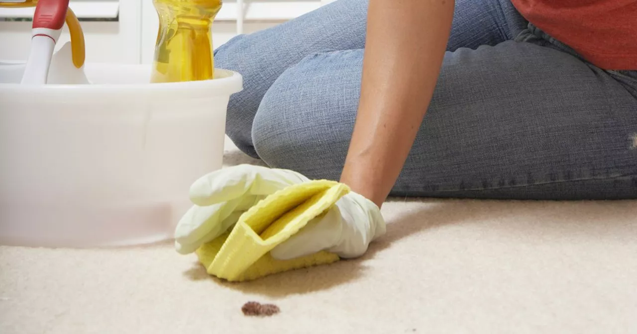 Experts share top tips to getting rid of stubborn carpet stains