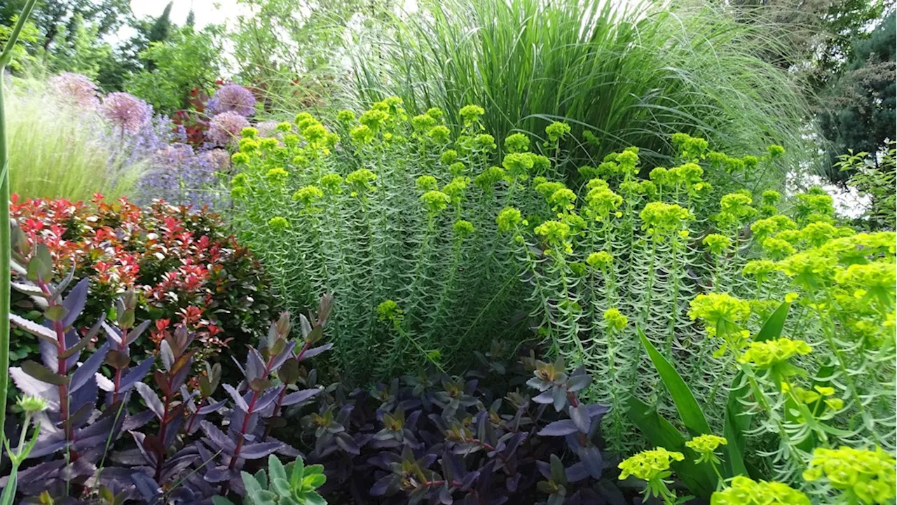 Garten & Balkon: Die perfekten Pflanzen für Sonne und Trockenheit