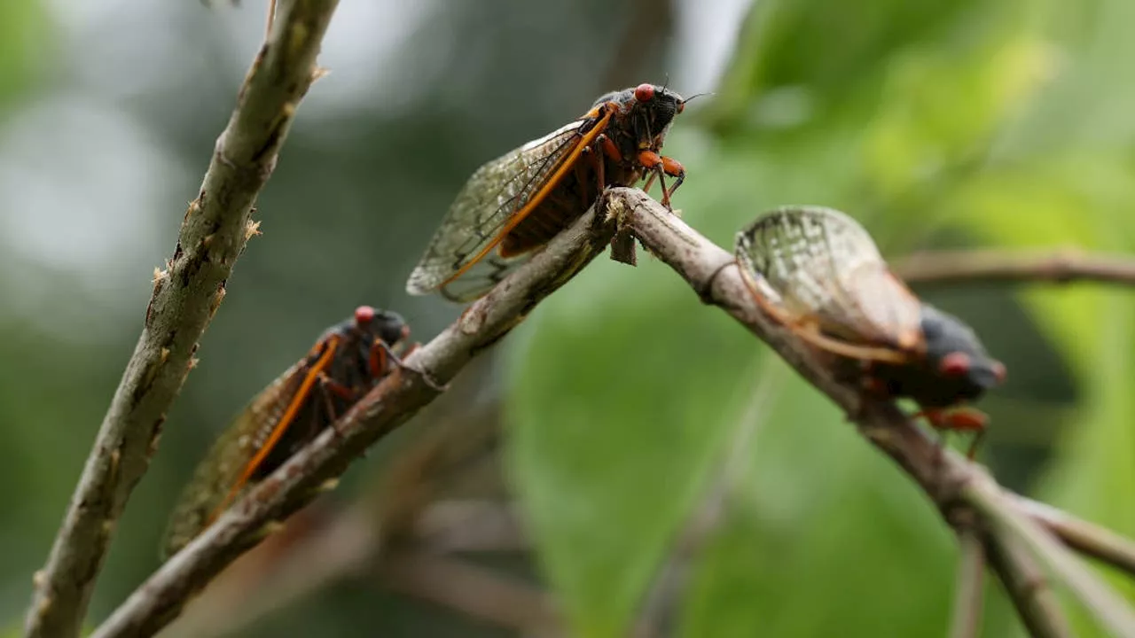 2024 cicada season expected to be historic with billions emerging