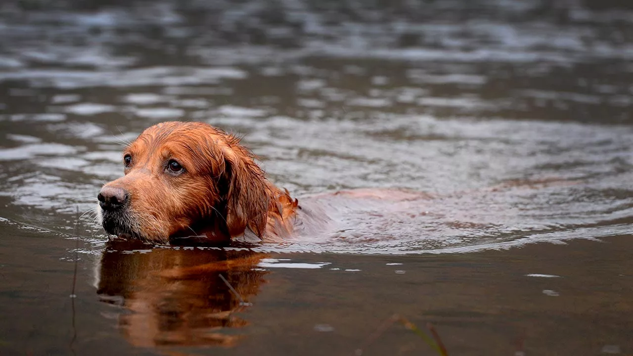 Parasite That Can Kill Dogs Found in Colorado River for First Time