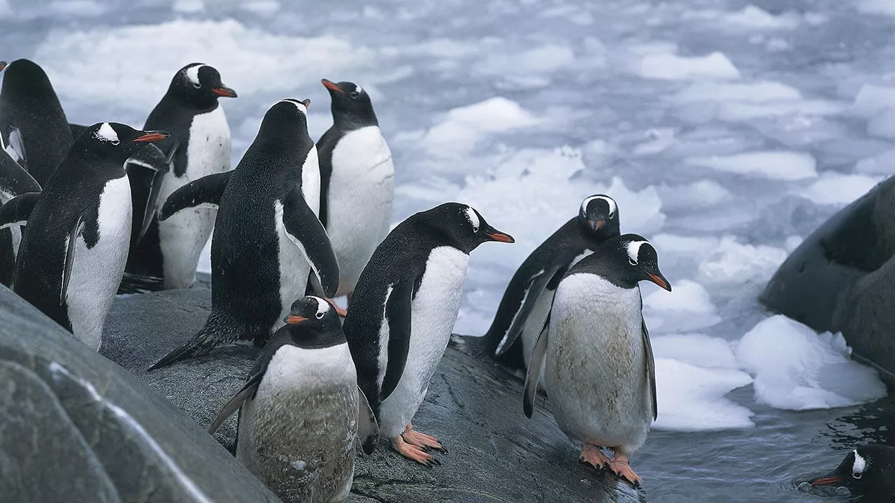 Penguin counters wanted at remote post in Antarctica: 'Training will be provided' for 'varied tasks'