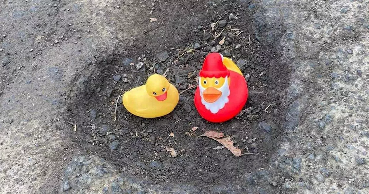 Rubber ducks spotted on Glasgow roads riddled with 'disgraceful' potholes