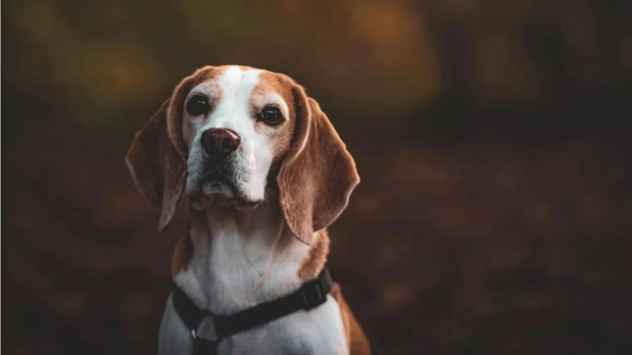 Las cuatro aplicaciones más populares para encontrar a perros y gatos perdidos