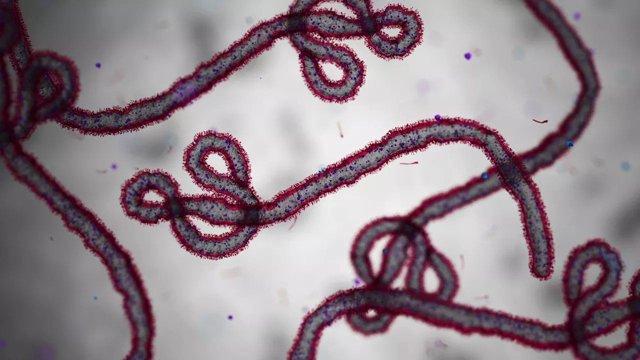 Scientists now better understand Ebola virus replication