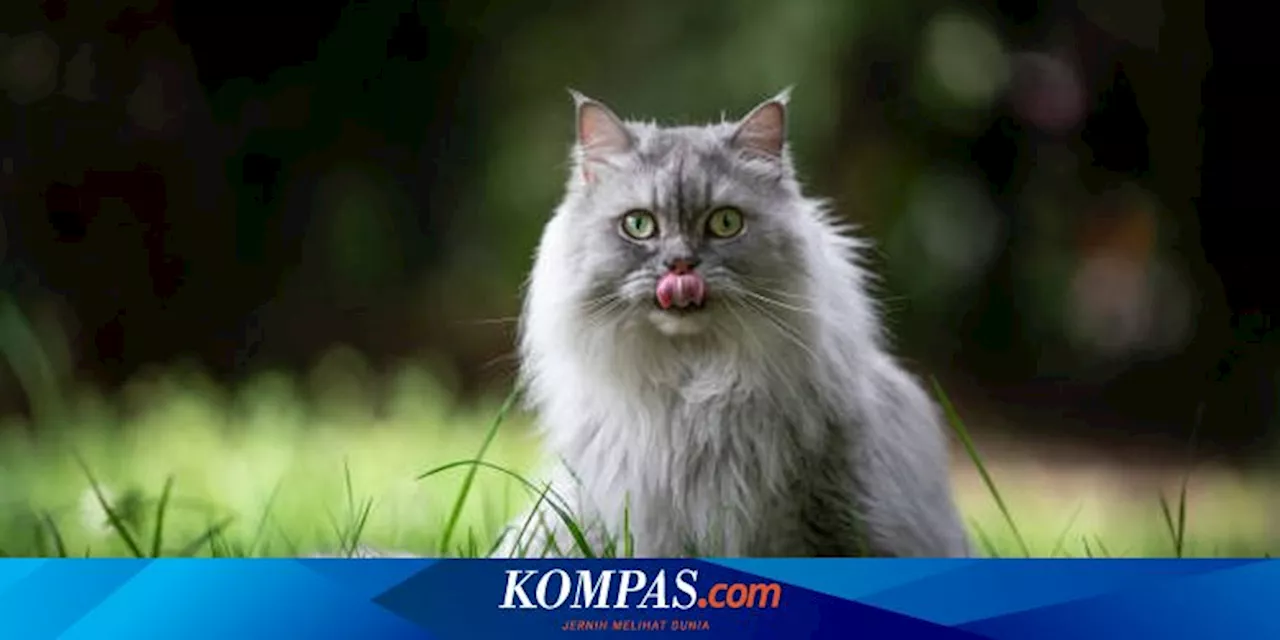 Apakah Perlu Mengajak Kucing Jalan-jalan?