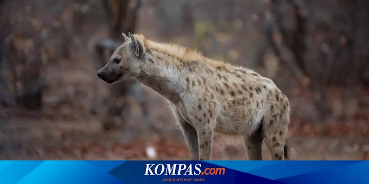 Halau Suhu Dingin, Neanderthal Pakai Kulit Hyena untuk Baju