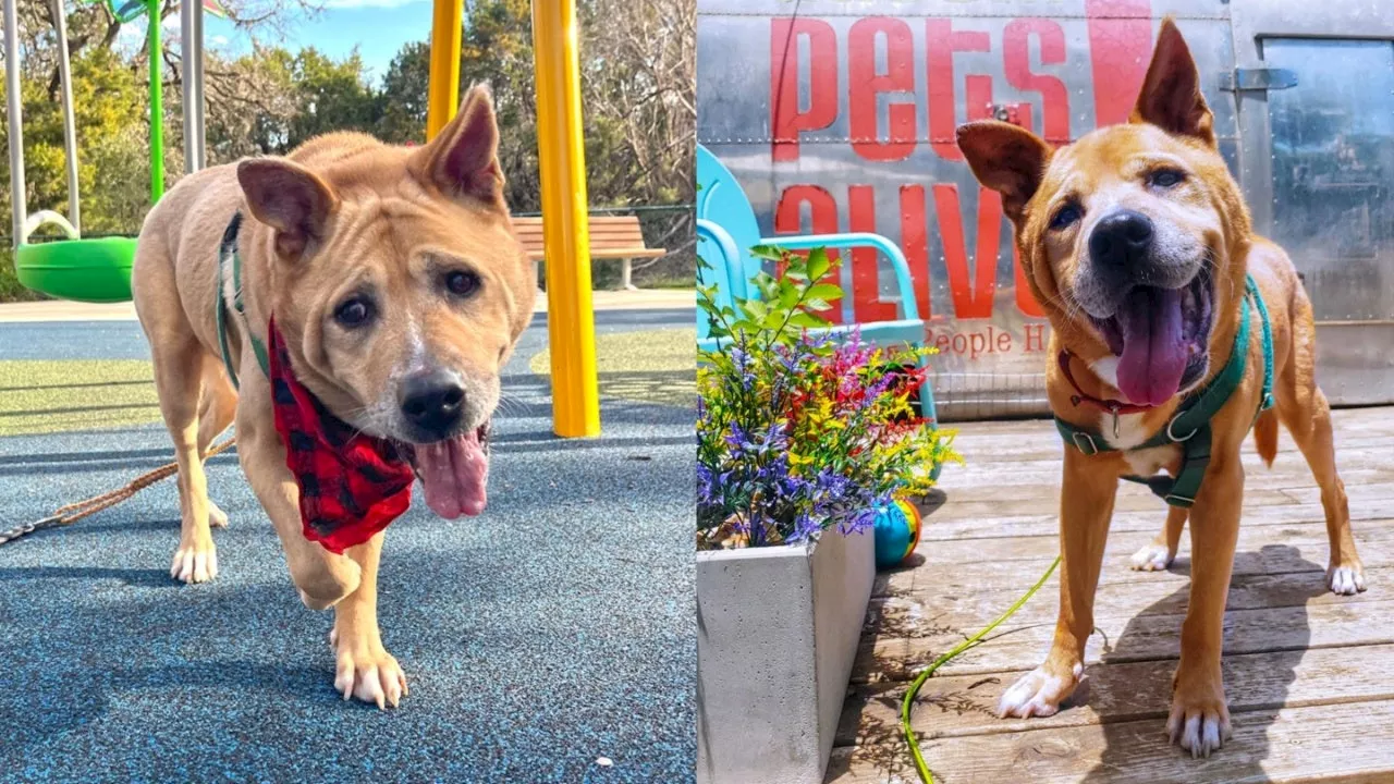 Senior Dog Finds Perfect Match with Senior Citizen