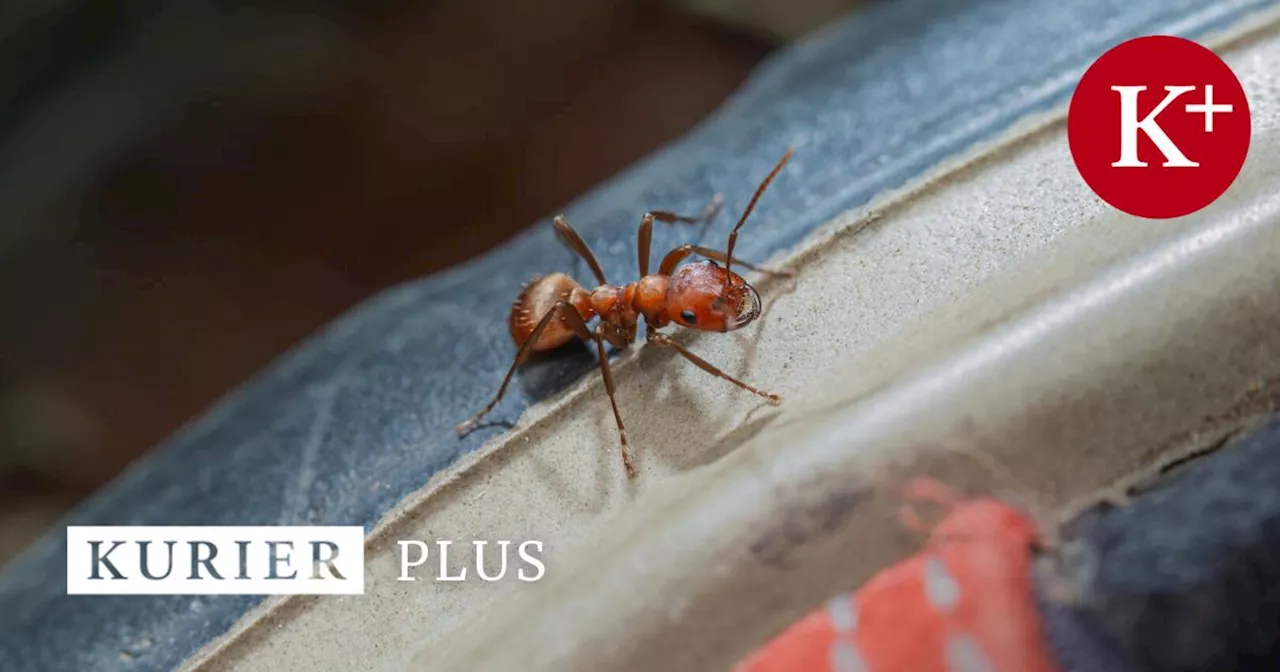 Neues Buch über Insekten: Kleines kann Großes bewirken