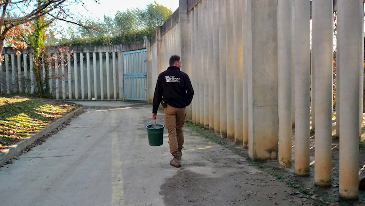 Dans les bottes de Ludovic, soigneur des mastodontes africains