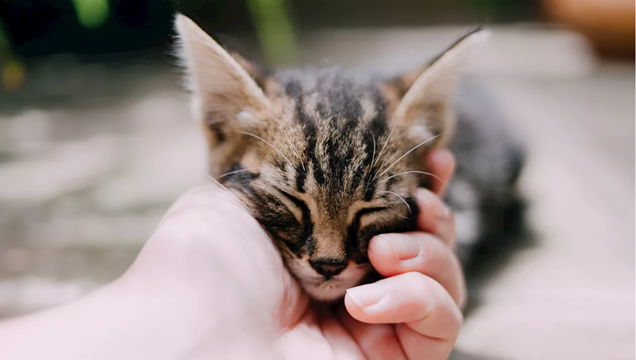 Stai interpretando male le fusa del tuo gatto?