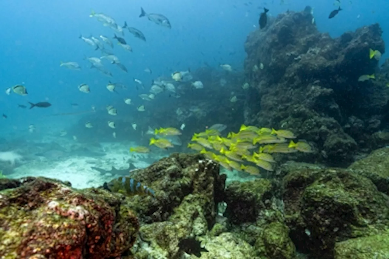 Darwin’s Galapagos island species, protected yet still at risk