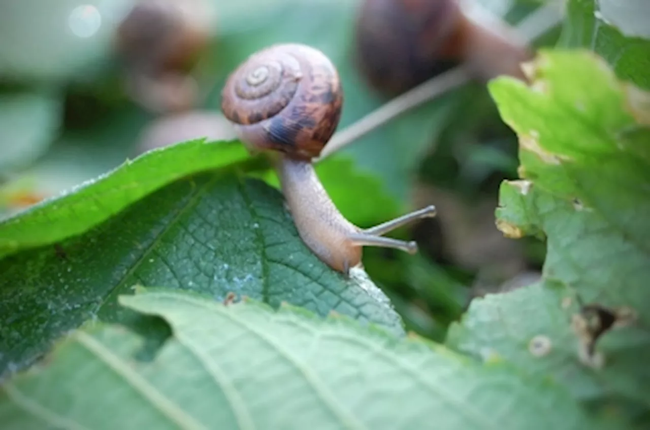 UK charities urge makeover for misunderstood molluscs