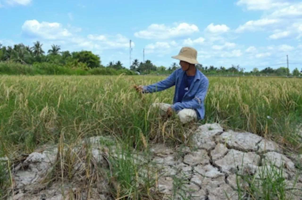 Vietnam faces US$3b annual crop losses from rising saltwater levels