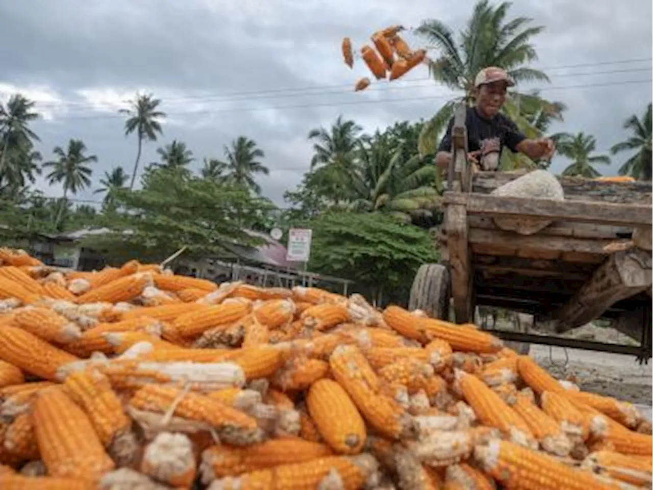 Stop Impor Jagung Kementan Minta Bulog Serap Produksi