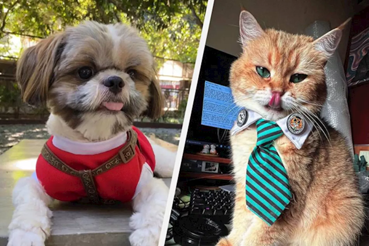 #ANONGBALITA Chopper and Leet: Pet influencers for Pinoy furbabies