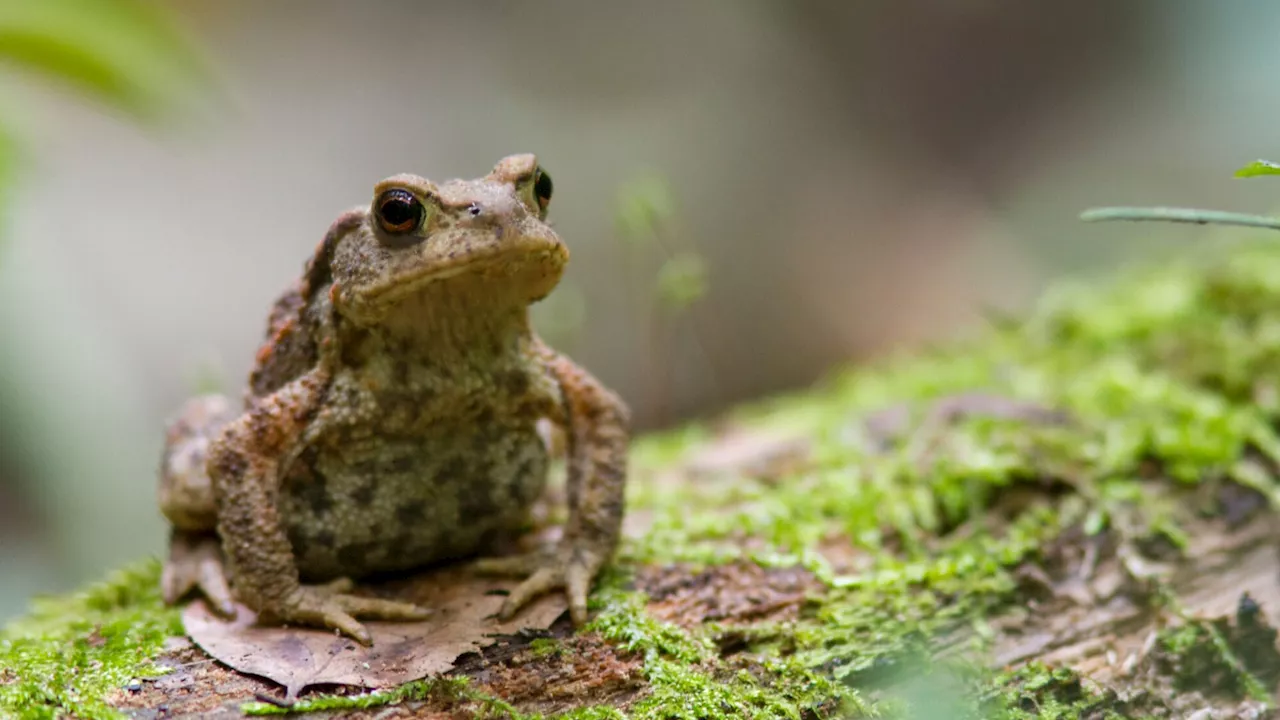 Im Nationalpark Thayatal wird der Frühling quakend begrüßt