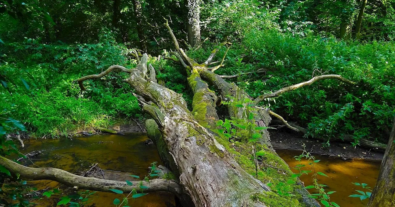 Großer Showdown in der Nationalpark-Debatte im Kreis Höxter