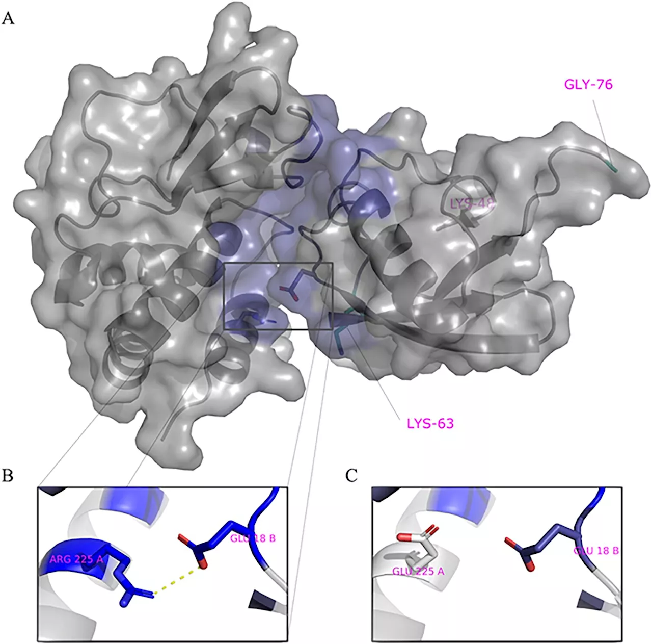 Ebola: Scientists reveal a new way it replicates