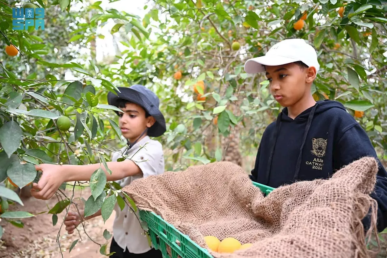 رحلة يستمتع بها الآباء والأبناء أثناء قطف البرتقال بمحافظة العُلا