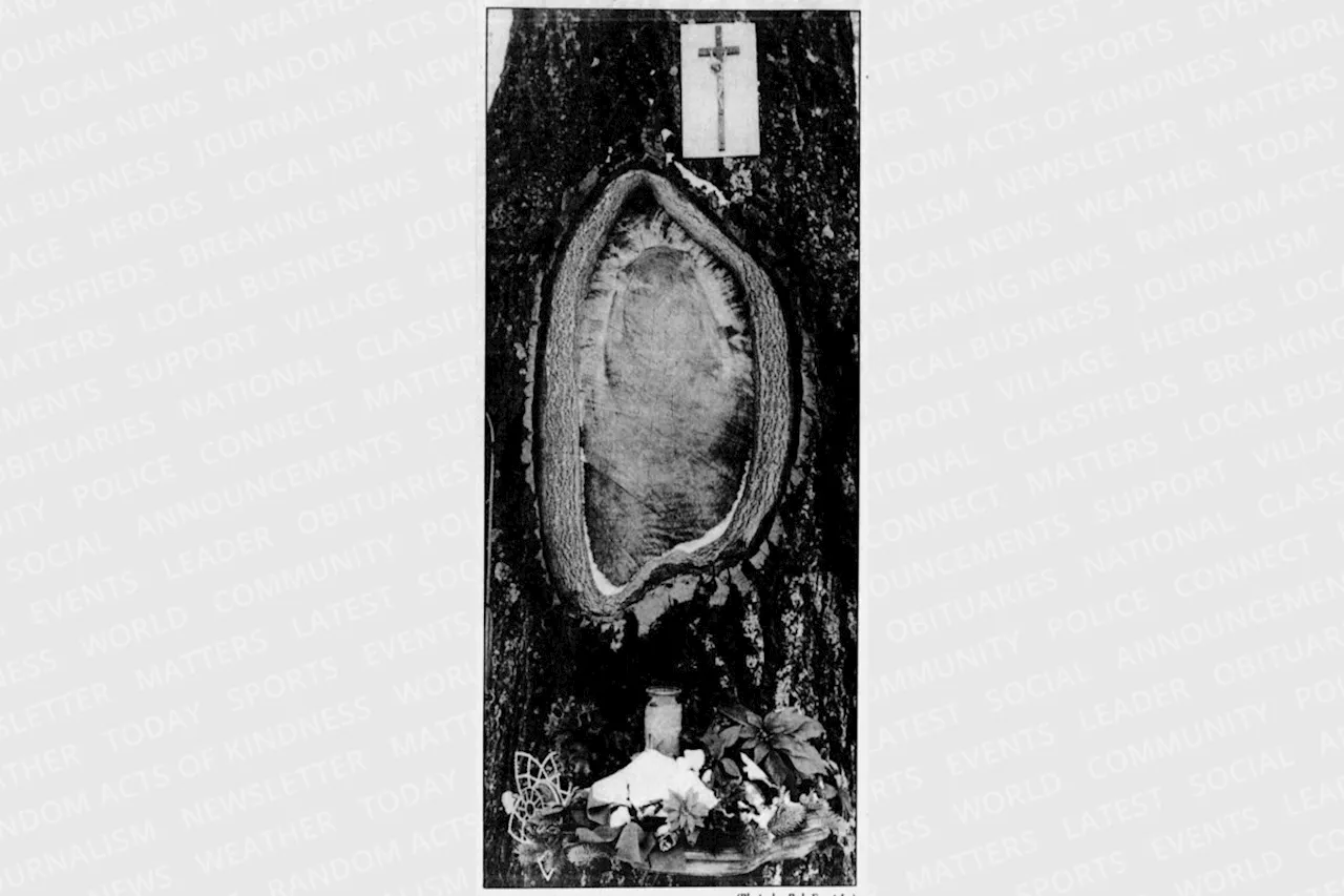 REMEMBER THIS? All about a particularly popular poplar