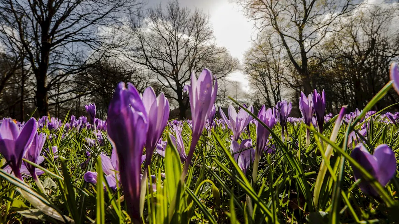 Geteiltes Deutschland beim Wetter: Wo der Frühling noch auf sich warten lässt