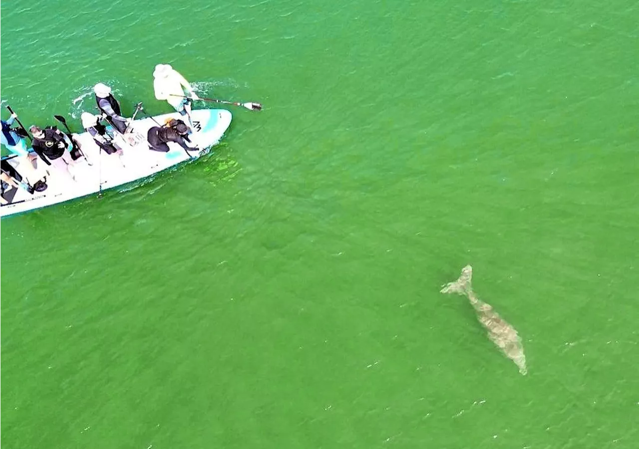 Boat operators urged to be careful after dugong spotted