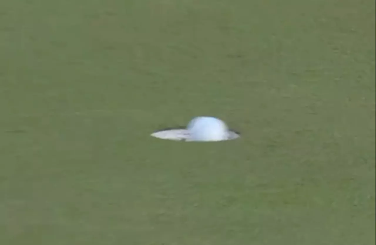 Superb Scheffler goes back-to-back at The Players after Clark's putt on 18 cruelly lips out