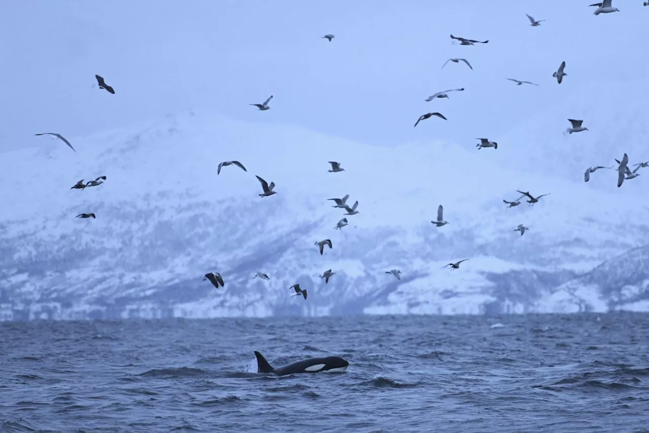 What we can learn from whale grandmothers