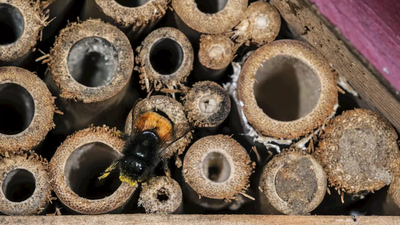 Insektenhotel: Durch Nisthilfen Wildbienen & Co. helfen