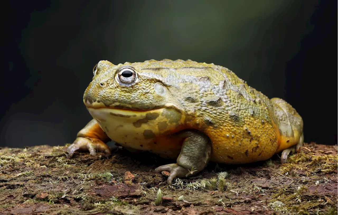 Quel animal vomit son estomac ?