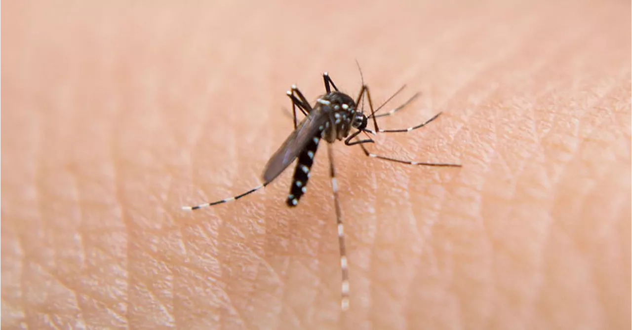 Warning after Murray Valley encephalitis detected in Western Australia mosquitoes