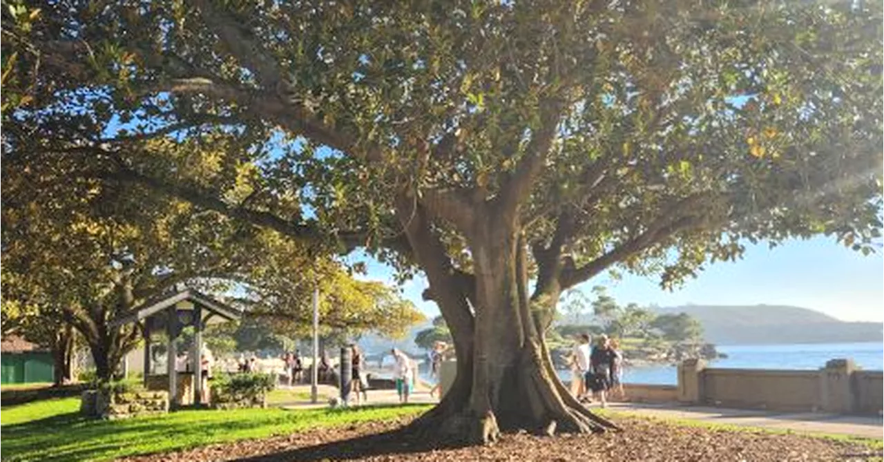 Historic fig trees poisoned at Sydney beach have 'survived' vandal attack